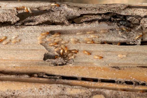 Best Ant Control Services  in Slidell, LA